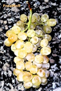 Glaucas las uvas de la noche