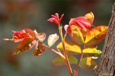 Las hojas del rosal