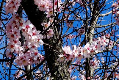 Flor de almendro