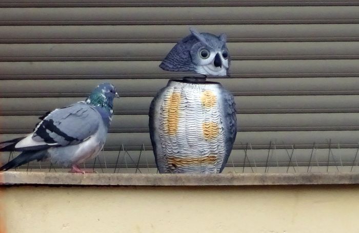 El b&uacute;ho y la paloma