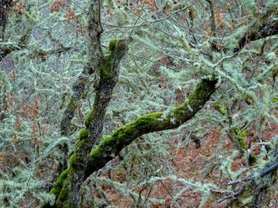 Para ti, que gustas del color glauco