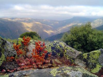 Flores saliendo de la roca en la Pe&ntilde;a del Hueco