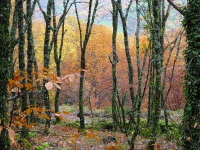 La naturaleza de los colores