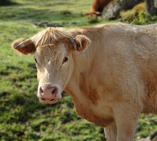La vaca que me mira