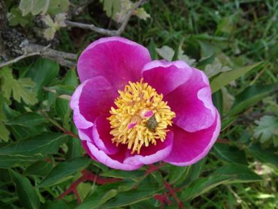 Peon&iacute;a o rosa de Alejandr&iacute;a