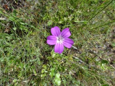 Flor de viol&aacute;ceos p&eacute;talos