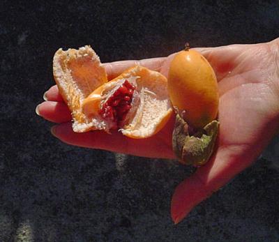 Mano fruct&iacute;fera