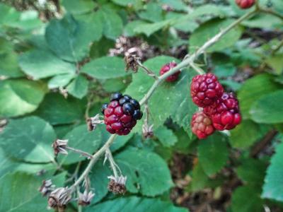 Zarzamora con fruto mutante